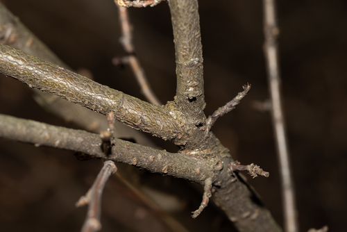 Blizgantysis kaulenis nuotrauka