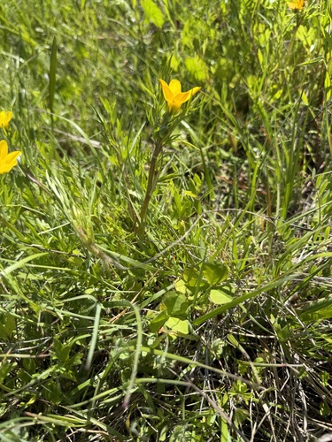Ranunculus orthorhynchus, photograph 6