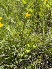 Ranunculus orthorhynchus, photograph (c) Judi Sanders, some rights reserved (CC BY)