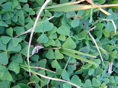 Trifolium polymorphum