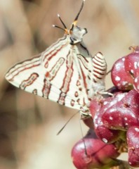 Cigaritis natalensis