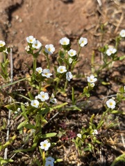 Plagiobothrys austinae