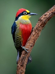 Melanerpes flavifrons