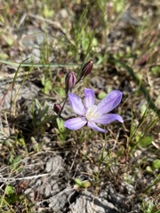 Brodiaea nana
