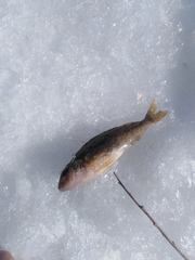 Gymnocephalus cernua