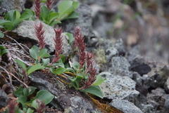 Salix saxatilis