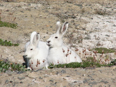 Lepus arcticus