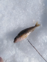 Gymnocephalus cernua