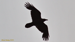 Corvus cryptoleucus