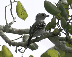 Thamnophilus ambiguus