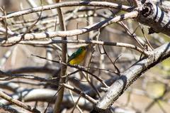 Passerina leclancherii