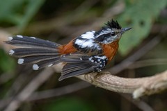 Ferruginous Antbird photo 2