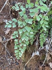 Adiantum shastense