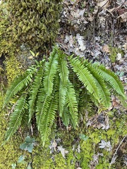 Polystichum imbricans