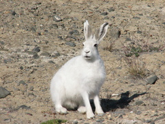 Lepus arcticus