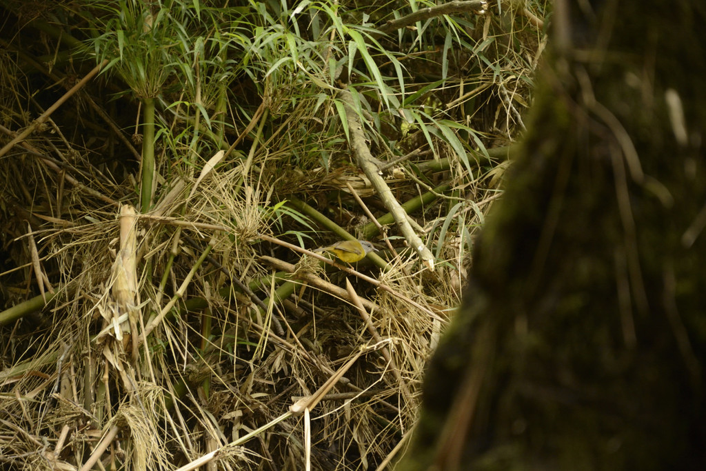 Myiothlypis coronata