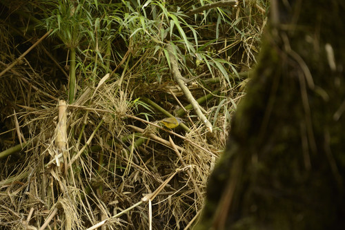 Myiothlypis coronata