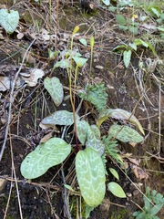 Erythronium shastense