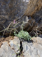 Boechera breweri shastaensis