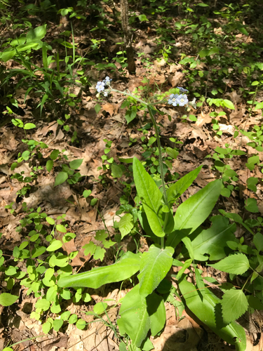 iNaturalist observation photo of wild comfrey