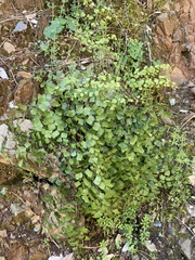 Adiantum shastense