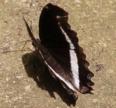 Eurytela hiarbas angustata