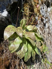 Erythronium shastense