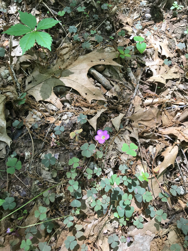iNaturalist observation photo of violet woodsorrel
