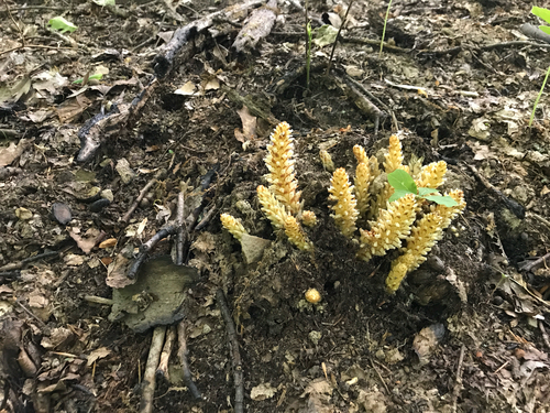 iNaturalist observation photo of American cancer-root