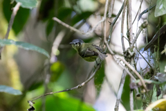 Phyllomyias cinereiceps