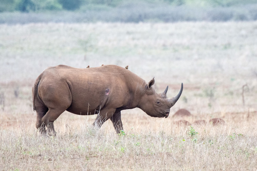 south central black rhinoceros