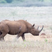 Rinoceronte-Negro-Do-Centro-Sul - Photo (c) William Stephens, alguns direitos reservados (CC BY), uploaded by William Stephens