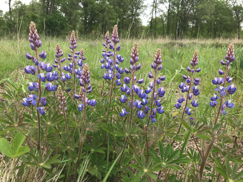 iNaturalist observation photo of Sundial Lupine