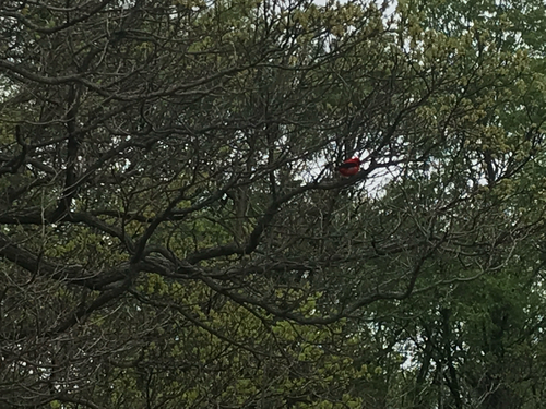 iNaturalist observation photo of Scarlet Tanager