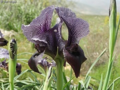 Iris atrofusca
