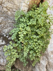 Adiantum shastense