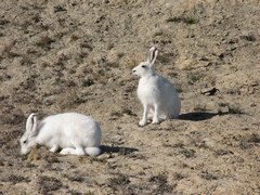 Lepus arcticus