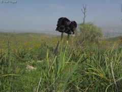 Iris atrofusca
