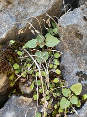 Erythranthe taylorii