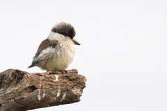 Halcyon chelicuti chelicuti