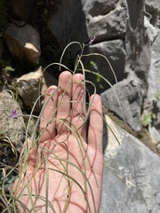 Boechera breweri shastaensis