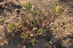 Alyssum desertorum