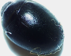 Nosodendron unicolor