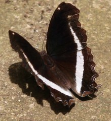 Eurytela hiarbas