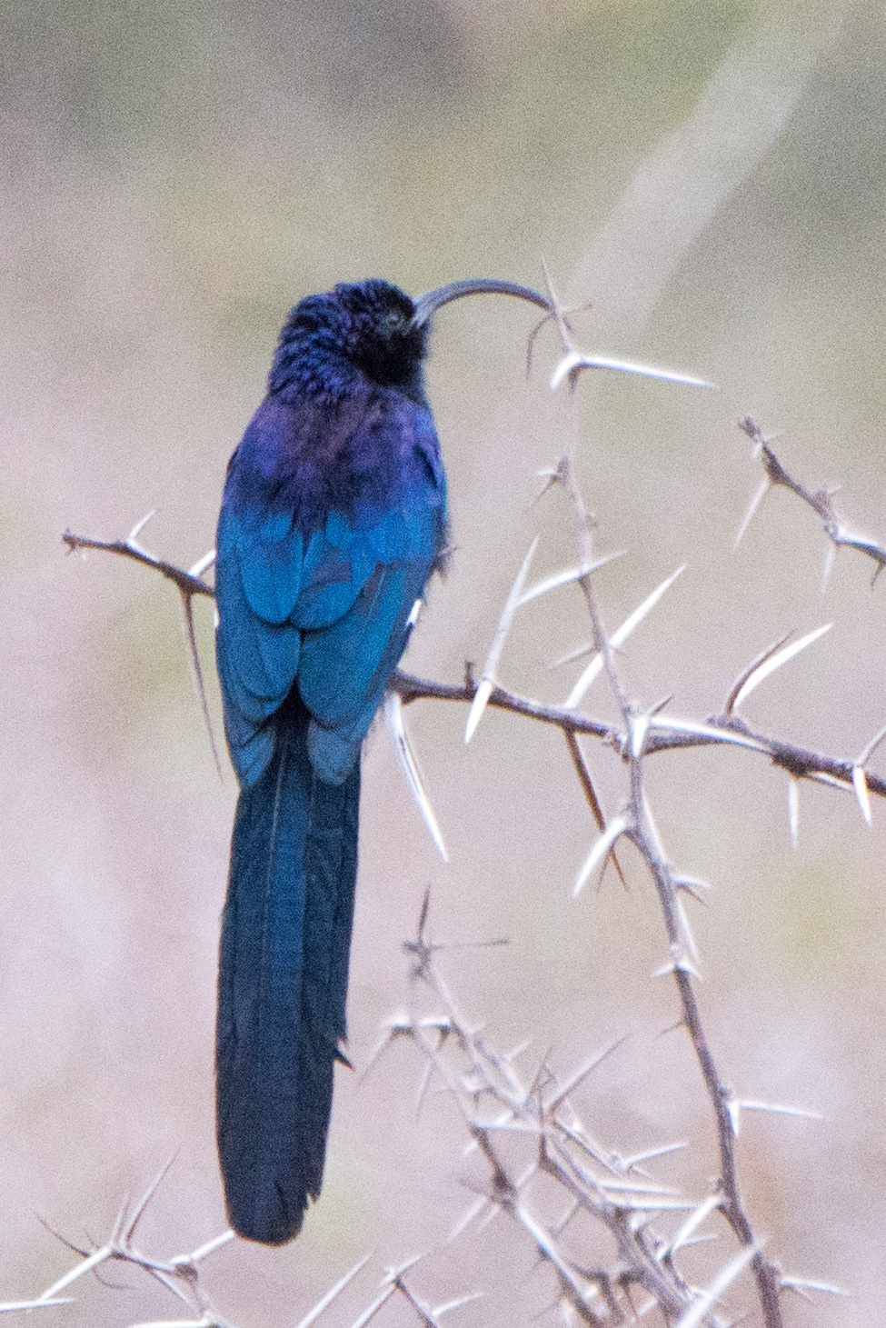 Common Scimitarbill (Rhinopomastus cyanomelas)