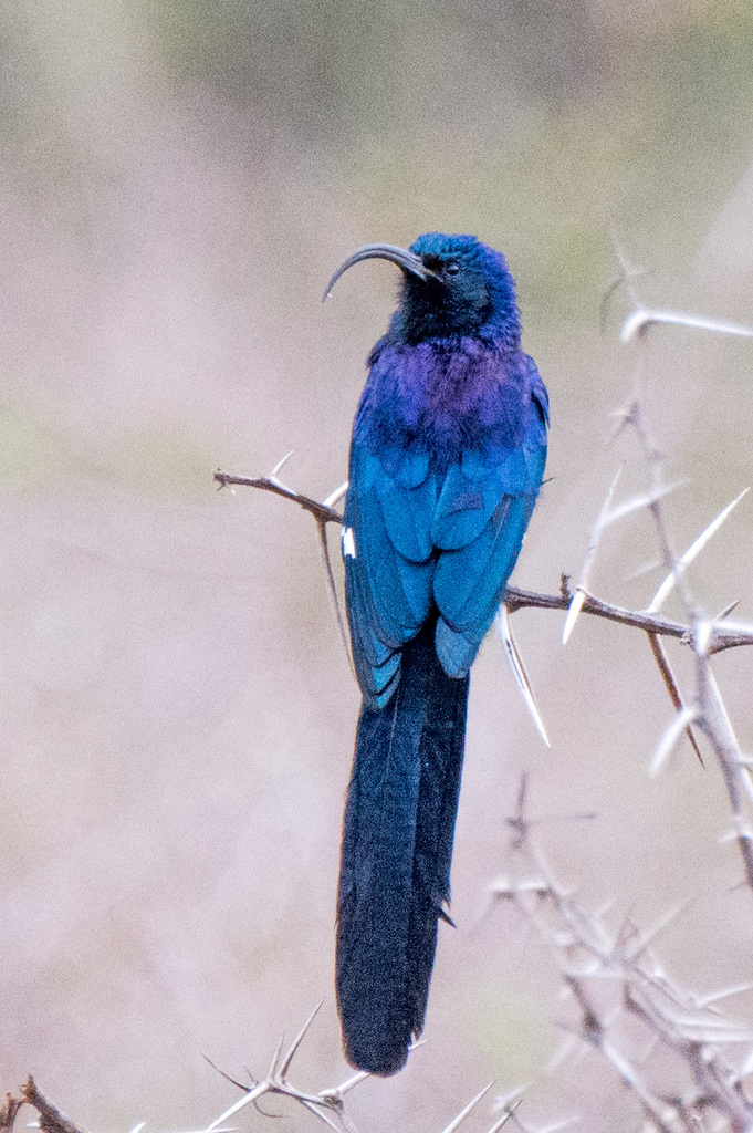 Scimitarbills