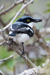 Batis molitor molitor