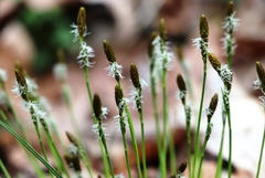 Carex caryophyllea