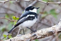 Batis molitor molitor