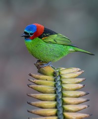 Tangara cyanocephala